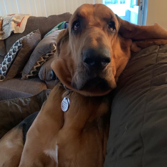 Meet your Posher, Patricia - Picture 3 of 3